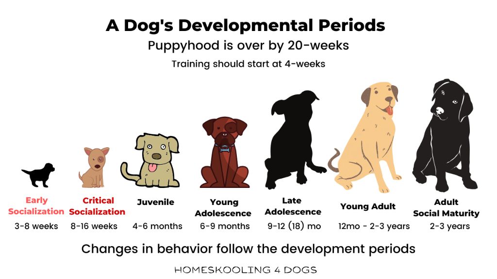 proper socialization and exposure to new things from a young age helps prevent fear-based aggression in adult dogs.