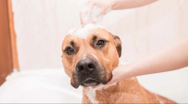 properly bathing, drying, and brushing out your dog's coat before trimming is key to a smooth, professional-looking cut.