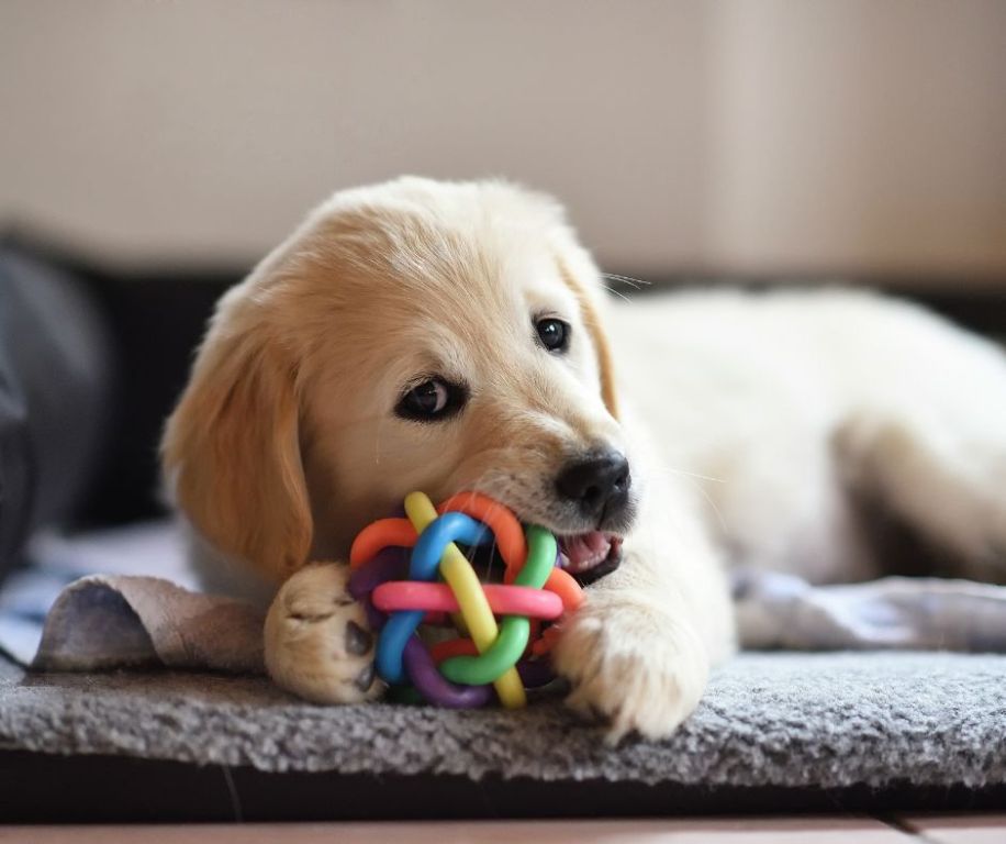 puppy playing safely with chew toys