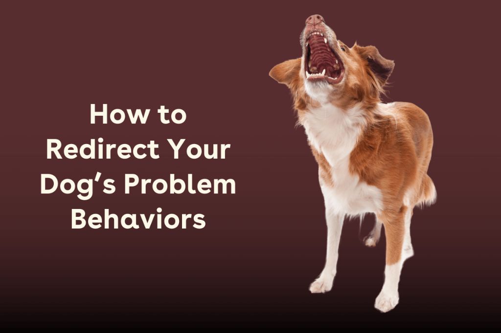 redirecting dog's attention away from barking