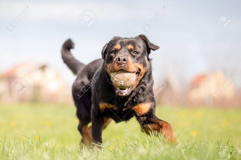 Rottweiler: Traits, Temperament, And Training Tips