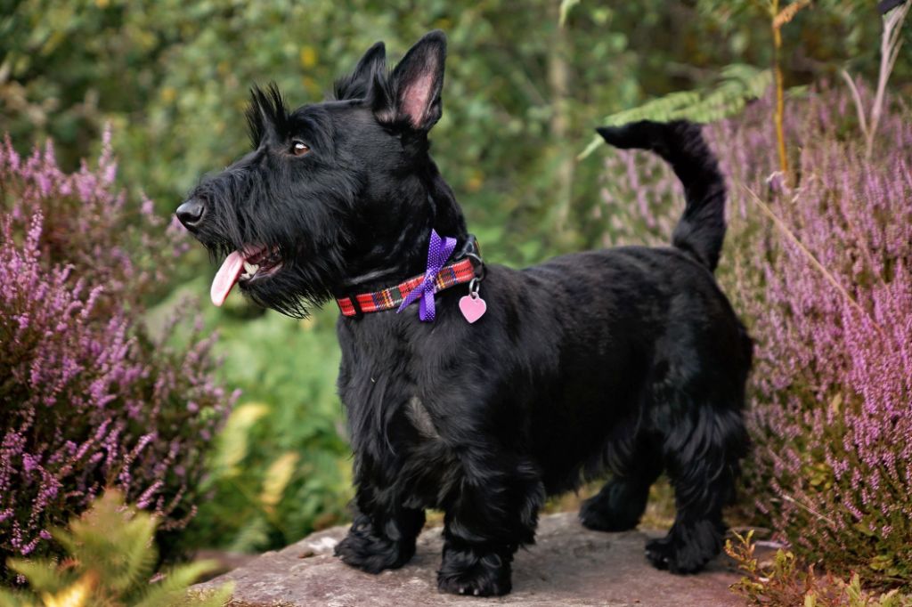 scottish terriers are known for having independent personalities that can lead to stubbornness.