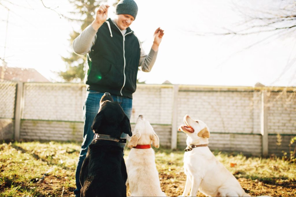 set realistic, achievable goals when creating a custom dog training plan