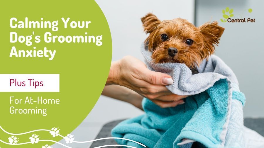 setting up a calm, familiar environment helps dogs relax during grooming