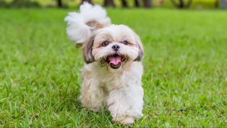 Shih Tzu: Understanding The Personality Of This Small Breed