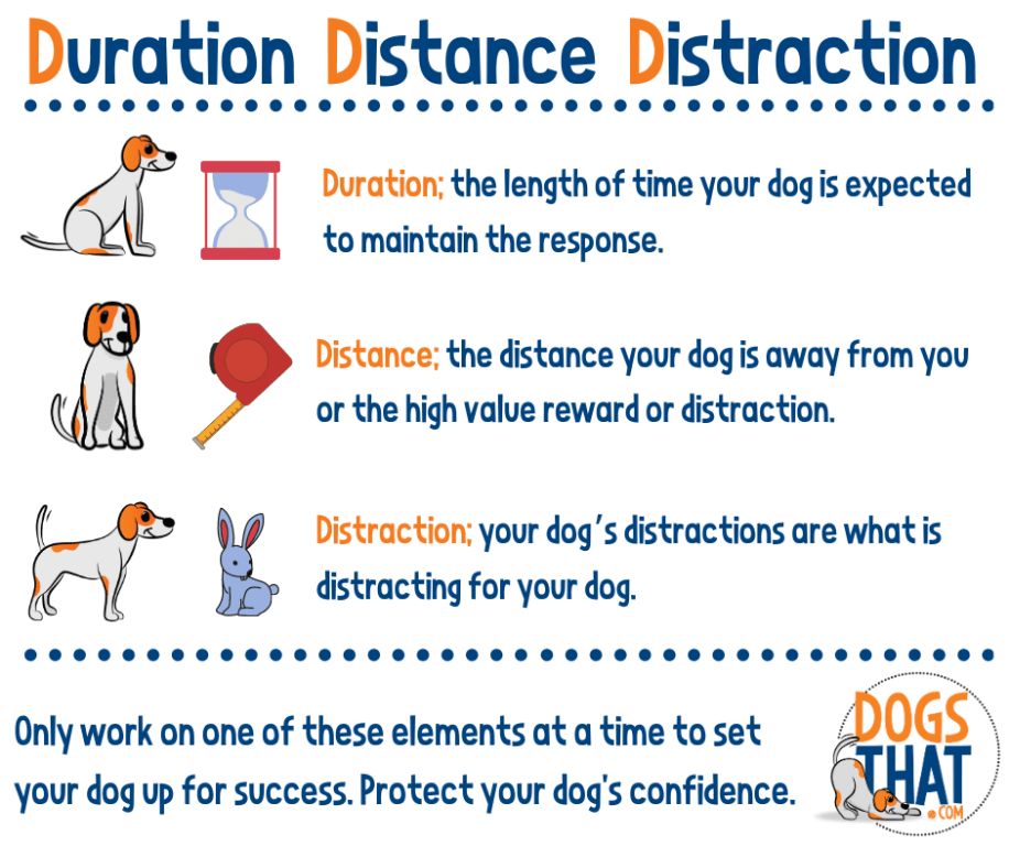 starting focus training in low distraction environments sets up dogs for success before working up to more challenging areas.