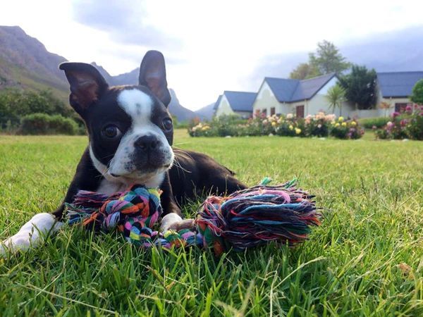 the boston terrier breed has a friendly and lively temperament that makes them gentle companions