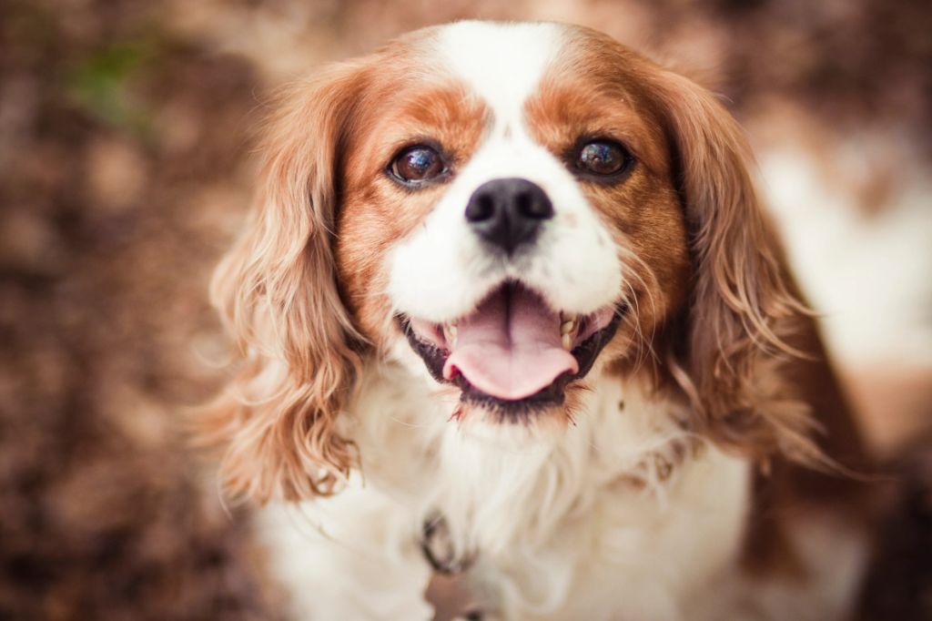 the cavalier king charles spaniel is a highly intelligent breed that aims to please, making them very trainable.