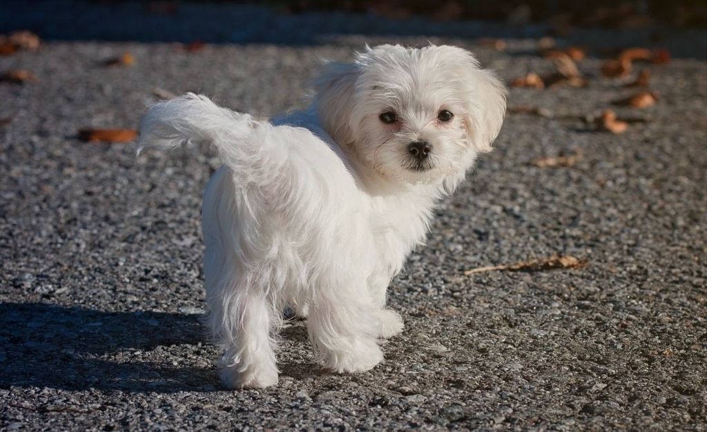 the maltese is known for its long, silky white coat that requires extensive grooming.