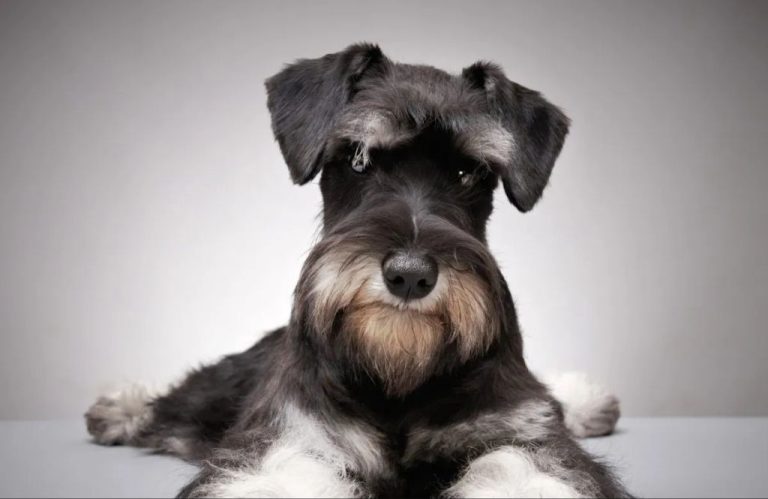 Miniature Schnauzer: Understanding The Traits Of This Terrier