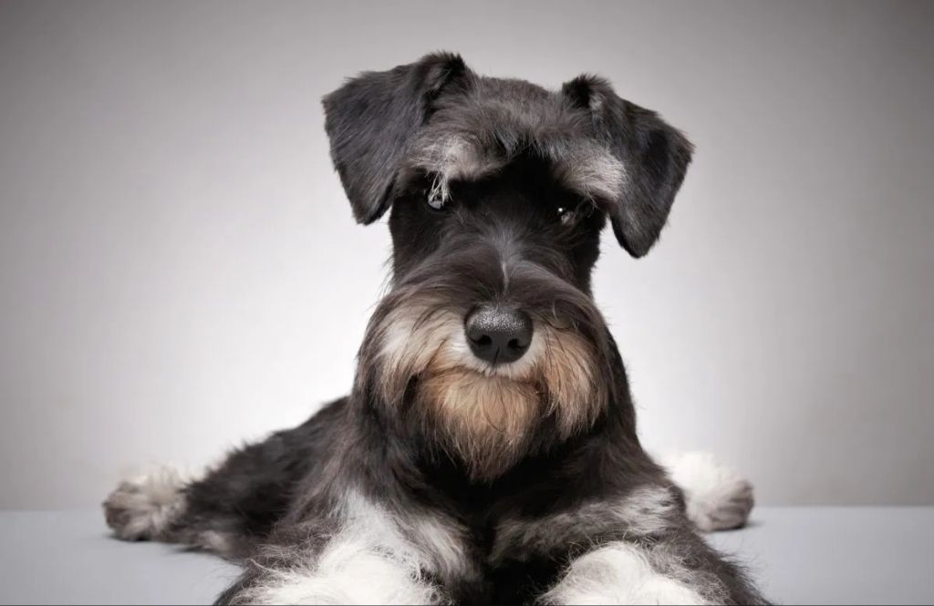 the miniature schnauzer breed has a moderate to high activity level requiring plenty of exercise and playtime.
