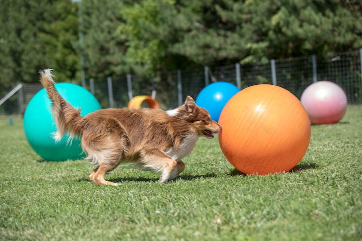 treibball allows dogs to use their natural herding abilities in a positive way.