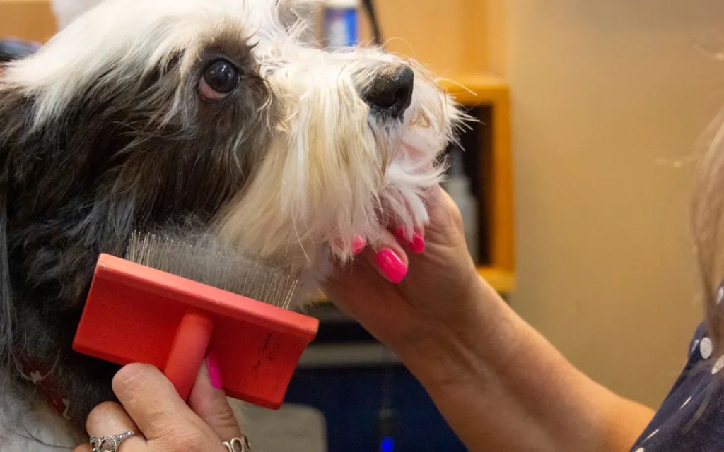 trimming the hair around your dog's eyes, lips, and ears can help keep their face tidy and prevent issues.