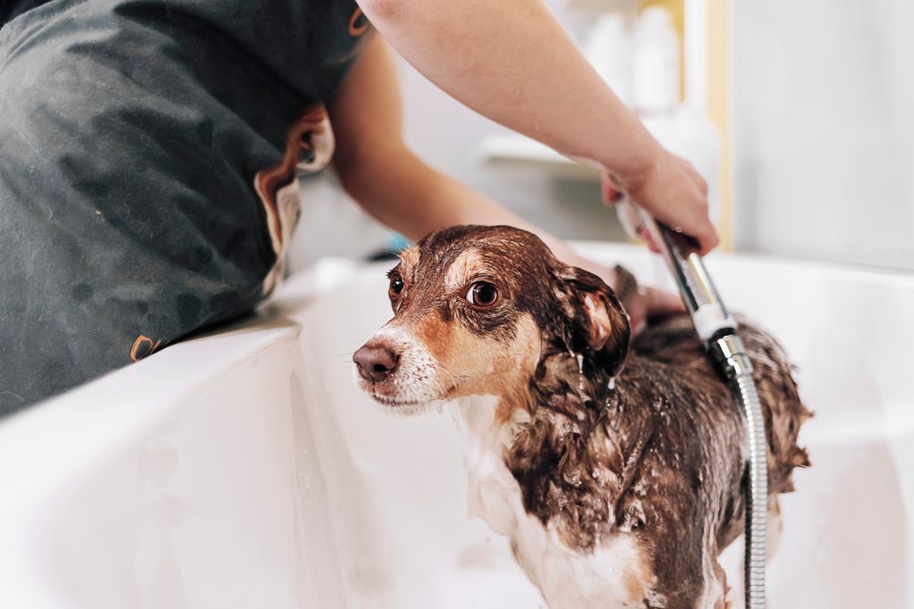 use a gentle puppy shampoo and limit baths to help puppies get used to grooming