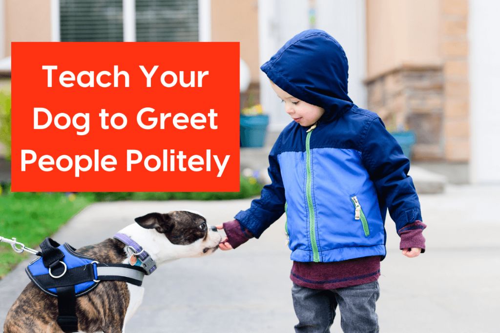 use slow, gradual introductions to guests to teach your dog to greet politely without jumping.