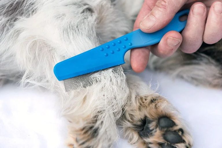 Grooming Tools Every Dog Owner Should Have In Their Arsenal