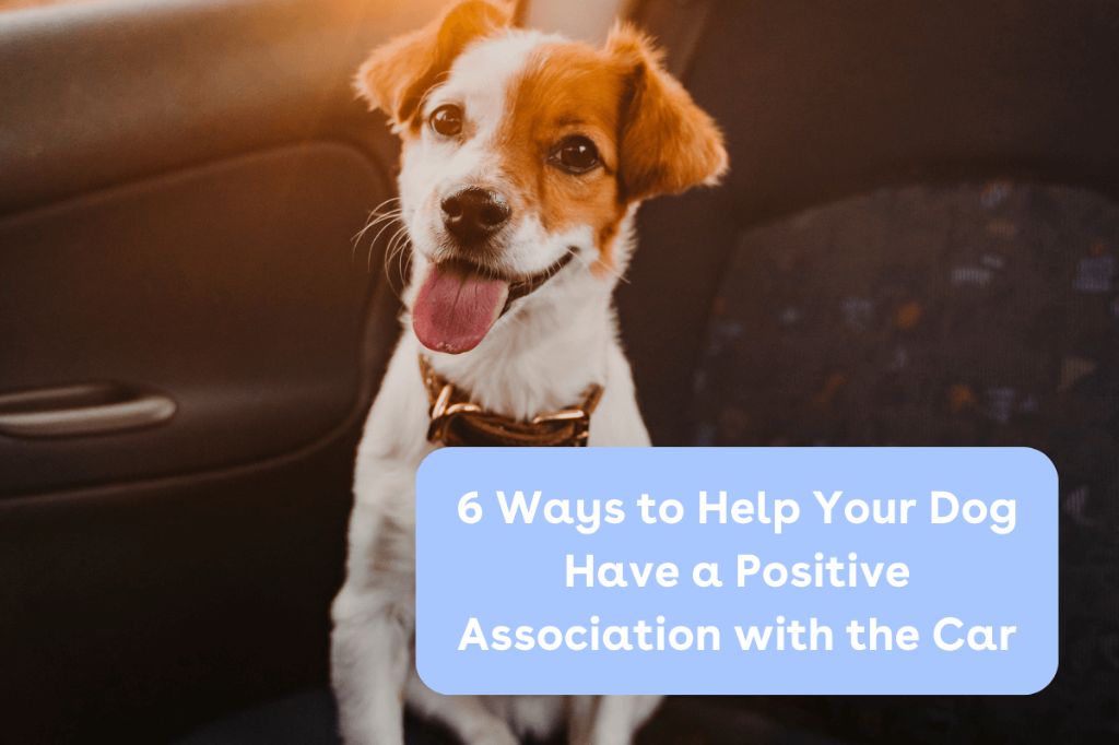 using high-value treats can help create positive associations with car rides for anxious dogs.