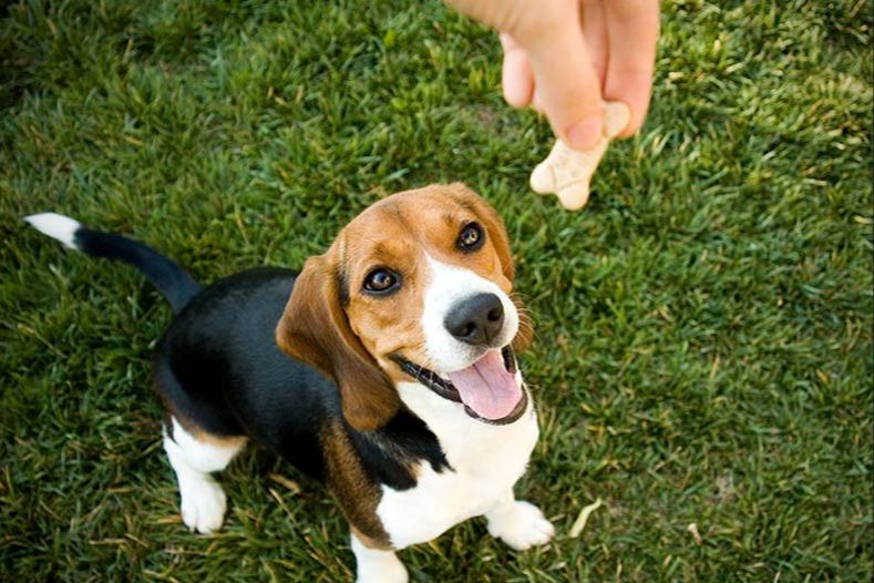 using positive reinforcement techniques helps dogs associate giving up items with receiving rewards.
