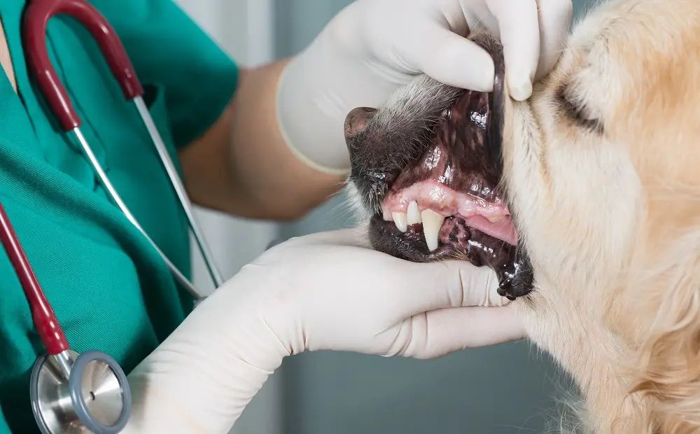 veterinarian examining dog's teeth during dental exam