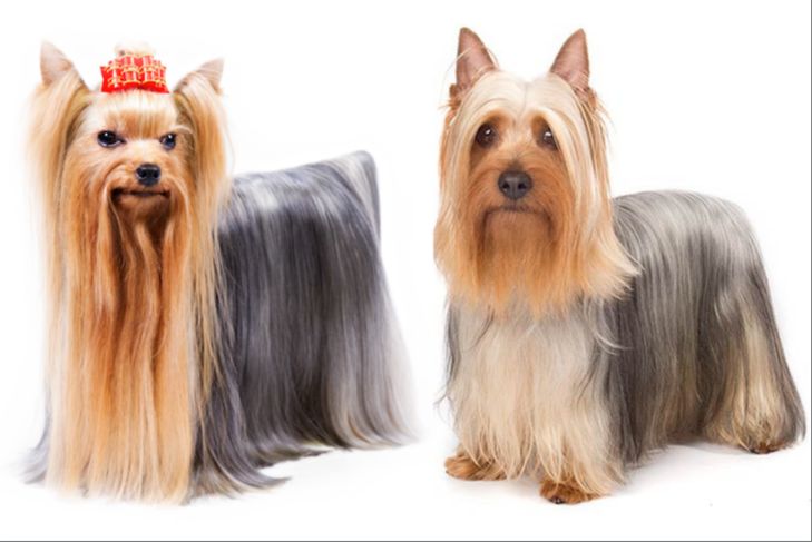 yorkshire terrier with long silky coat
